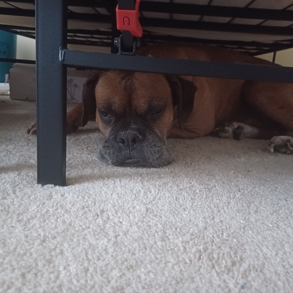 Meet the posher - Picture 3 of 4